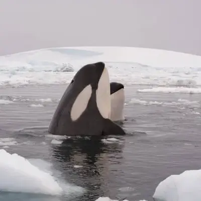seaice