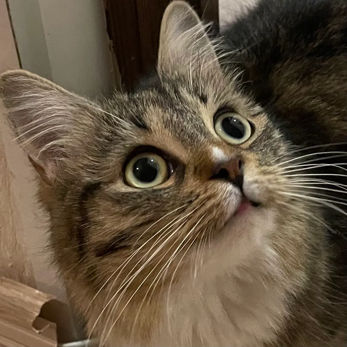 nova